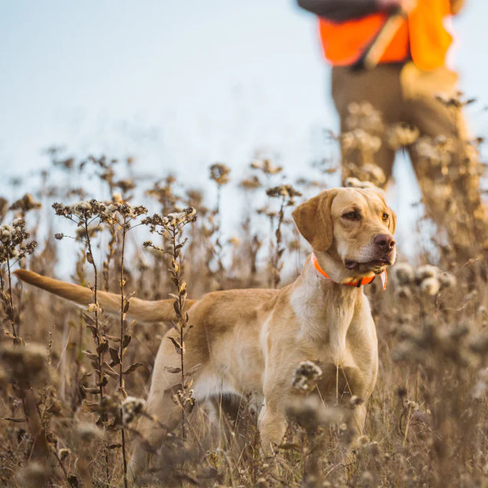 STB Beeper Collar Beeper Version Hunting Dog Collar | Audible Up to 400 Meters