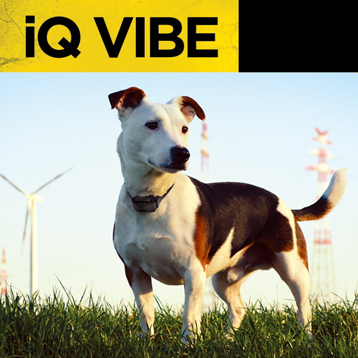 iQ Vibe No Bark Collar with 3 Levels of Vibration Only | Small & Medium Dogs