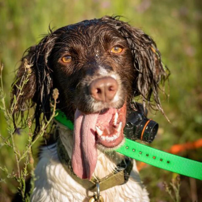 2700T&B 1-Mile Range Training & Beeper Remote E-Collar for Upland Hunting