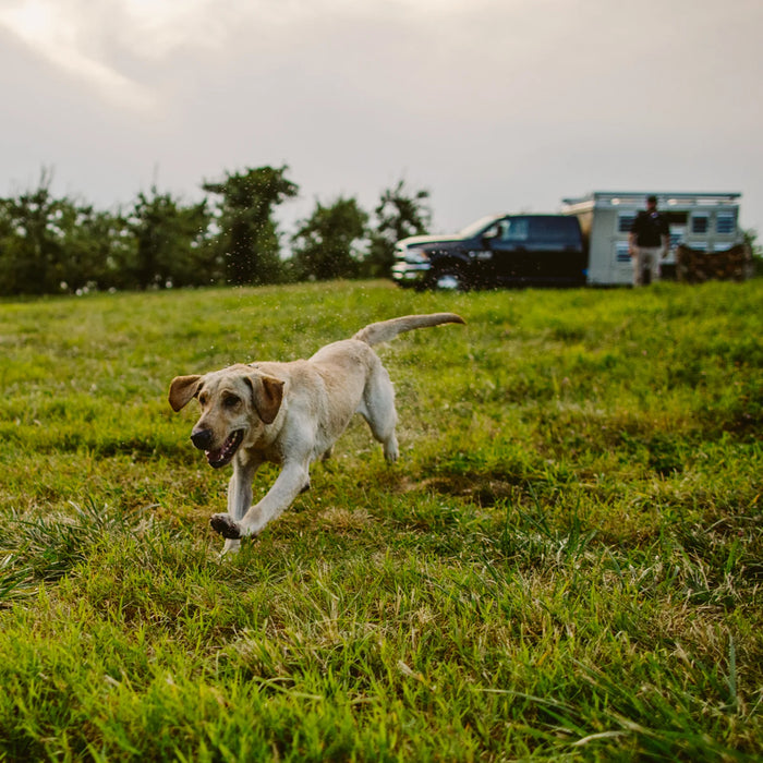 Edge RT 1-Mile Remote Dog Training E-Collar with Combination Boost Control