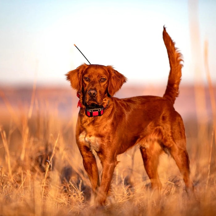 Alpha TT25 GPS Dog Tracking and Training Collar with 18 Levels of Stimulation